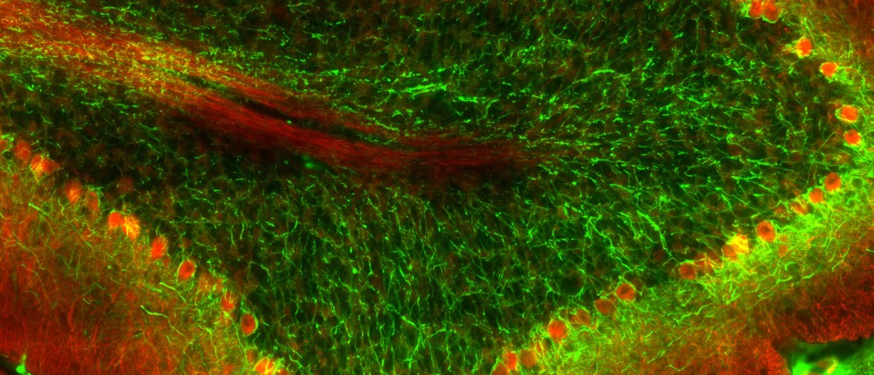 The Dept of Neuroscience at Brown Univ is hiring a tenure-track Assistant Professor! Neuroscientists in any topical area welcome. Want to join our inclusive community of dedicated scholars &amp; educators? Details  at apply.interfolio.com/132440  #TenureTrack