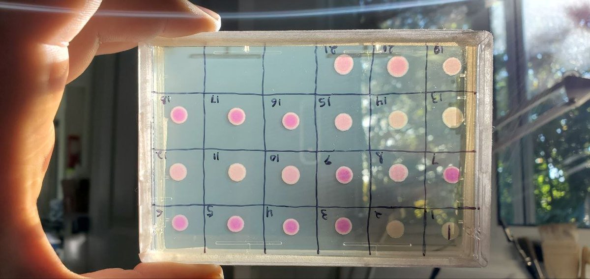 Quickly I prepared 21 tubes to send off to <a href="/PrimordiumLabs/">Primordium</a>, taking advantage of their new Zero-Prep process where you just send in cells and they do the rest, for $20/colony. I patched a plate to back up the cells and eagerly awaited sequencing results. 24/n
