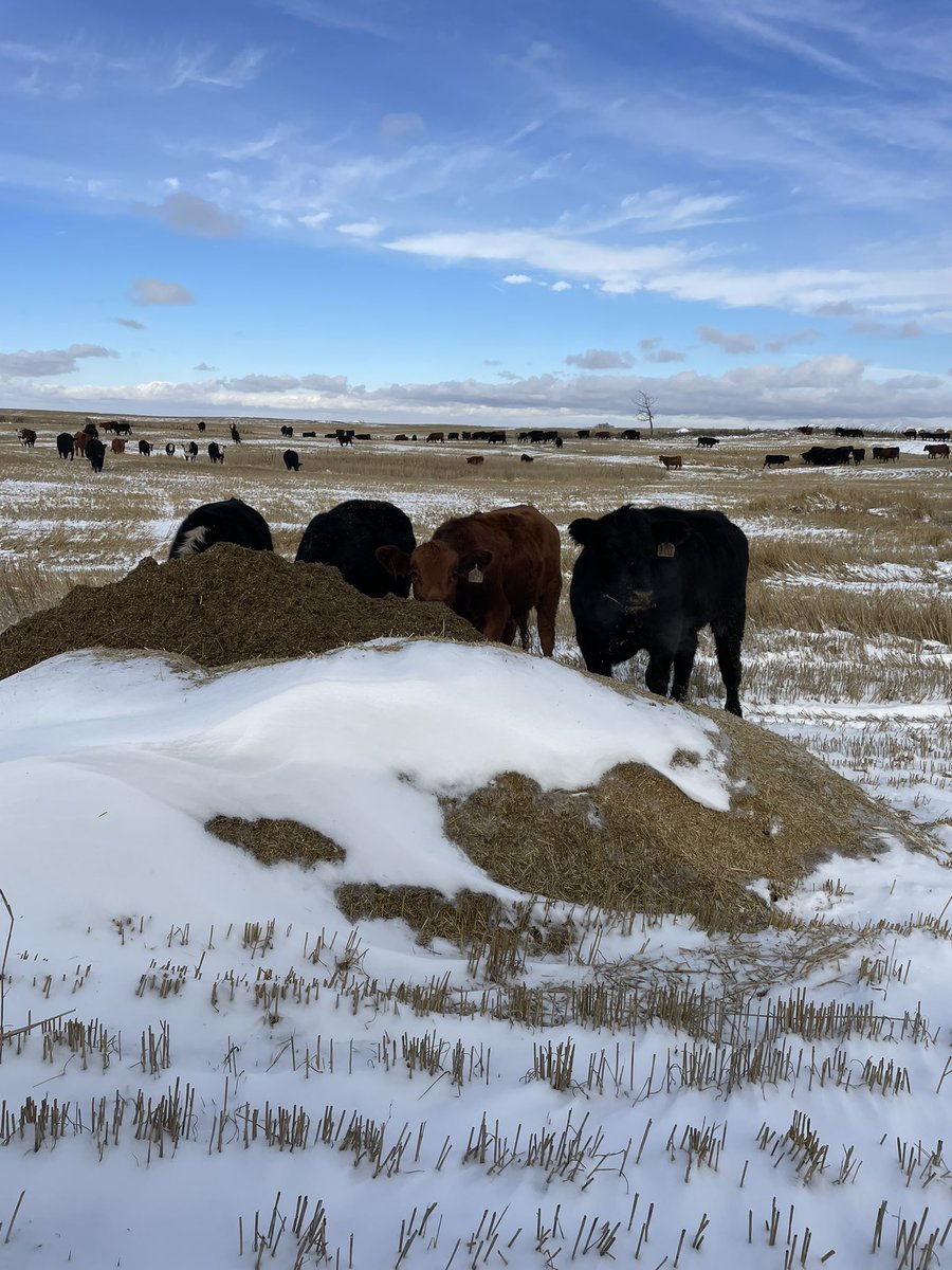 Bred heifers kicked off the winter chaff pile grazing season today. Came off summer grass looking terrific. Safe to say they’re enjoying the first few bites. #saskag #saskbeef #winterfeeding