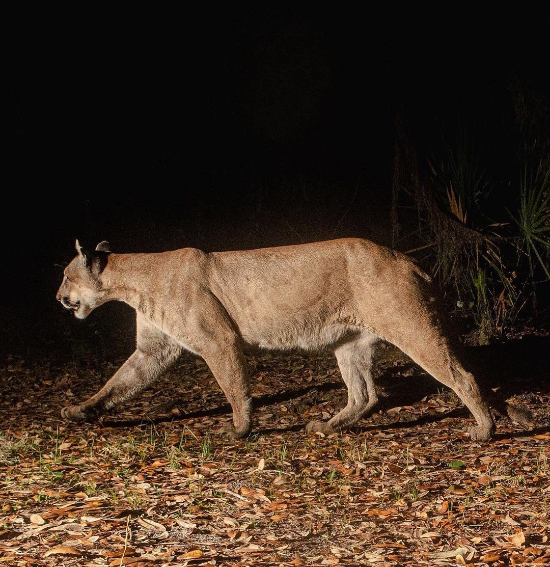 thepassporte's tweet photo. The Life of a Camera Trap Tech in the Florida Wildlife Corridor https://t.co/cofMKdpdeP https://t.co/6gc0hA7gP6