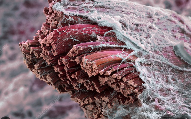 ❌Rompiendo mitos ❌

⛔ Los Músculos, NO se ESTIRAN ⛔

⬇️ ¿"Estiras antes y/o después del entrenamiento? ⬇️

Pues agárrate ... ⬇️