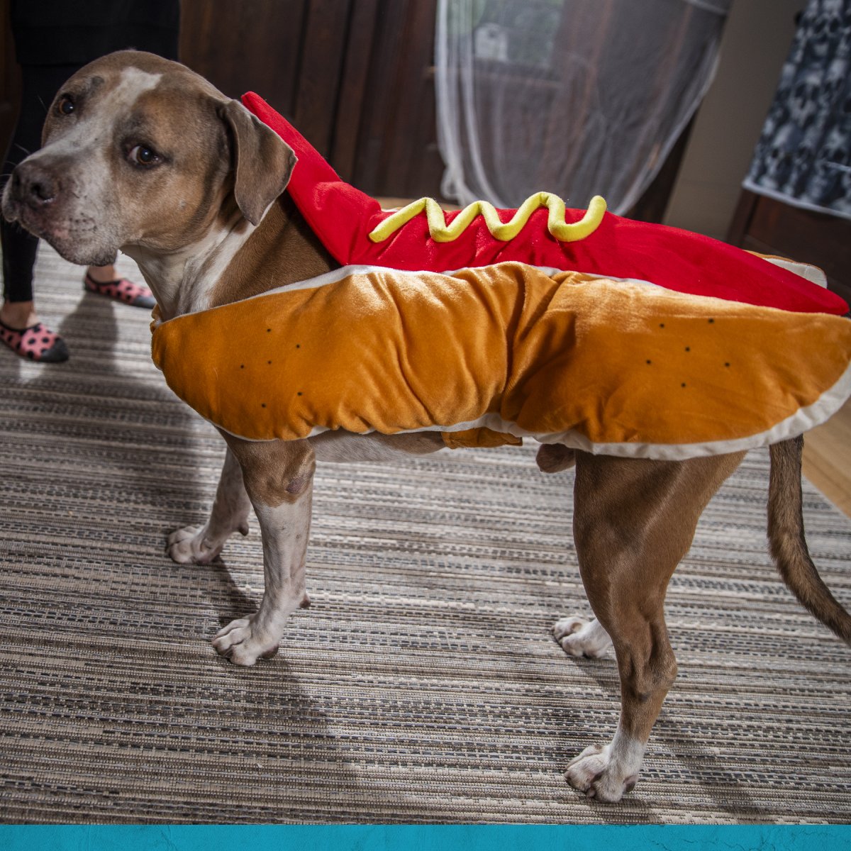 CostumeSC's tweet photo. Hot Dog! Can't forget about your best bud! Shop our collection of pet costumes and save BIG!  🌭🌭🌭

https://t.co/XZMGCb93Za
➖
#Halloween #petcostumes #petsofinstagram #CostumesSuperCenter https://t.co/EOqADQDxAv