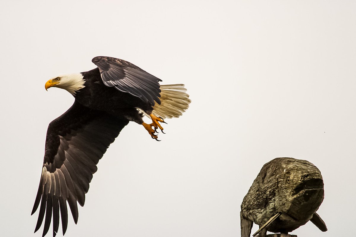 #BaldEagle #AmericanIcon #BirdsOfTwitter #wildlifephotography #photograghy