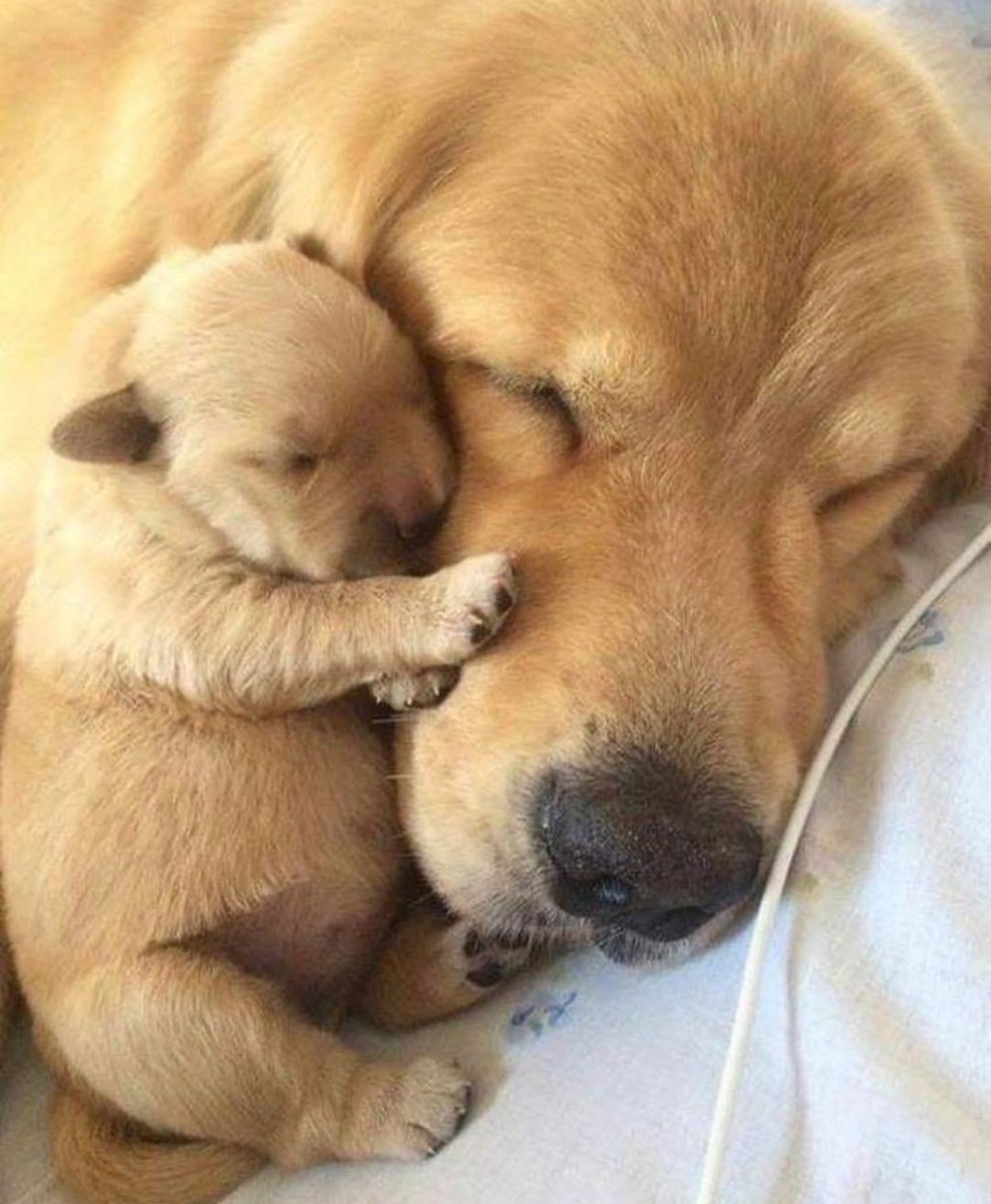 LoverCuteDogs's tweet image. 