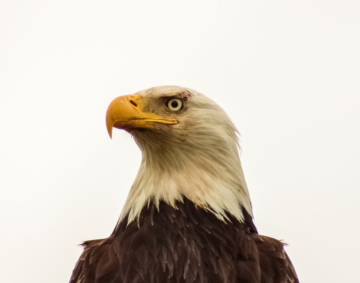 #AmericanIcon #BaldEagle #wildlife #wildlifephotography #WildlifeWednesday #photograghy