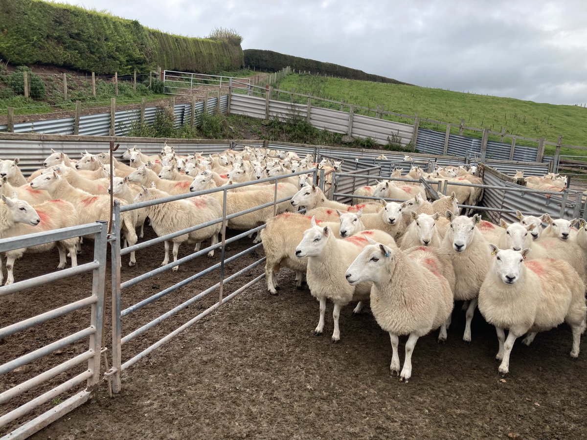 stellaowenphill's tweet photo. Gathered off the Brecon Beacons. In fact … they made their own way to get home as they know we treat them ridiculously well at base. They want a break from the dogs, walkers and helicopters. #tagsread #fullytracable #weknoweveryone #yeswedo #reported #recorded https://t.co/wLQDAuZFjN