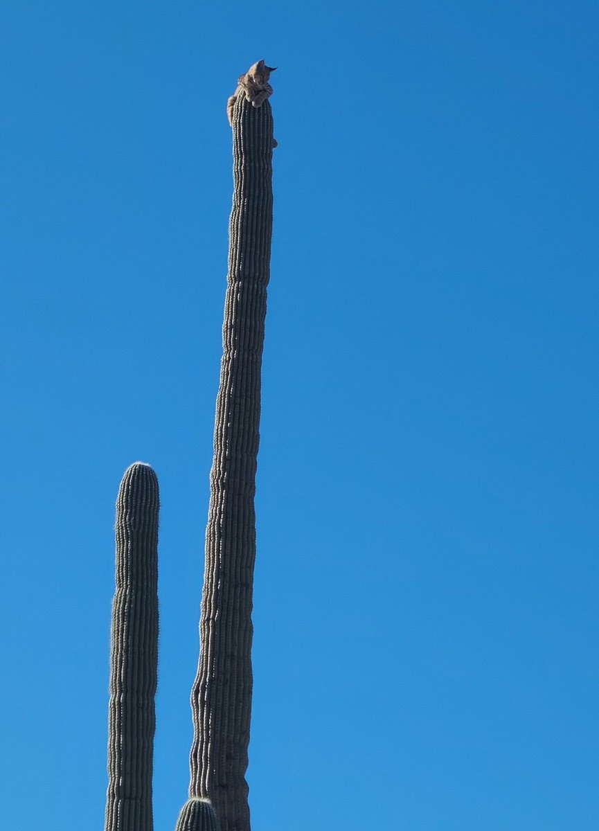 AZStateParks tweet picture