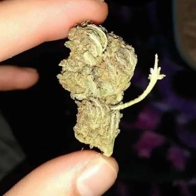 WeedPorns's tweet photo. I don’t think I’m gonna smoke today

My bud: https://t.co/oDzth3wlqn