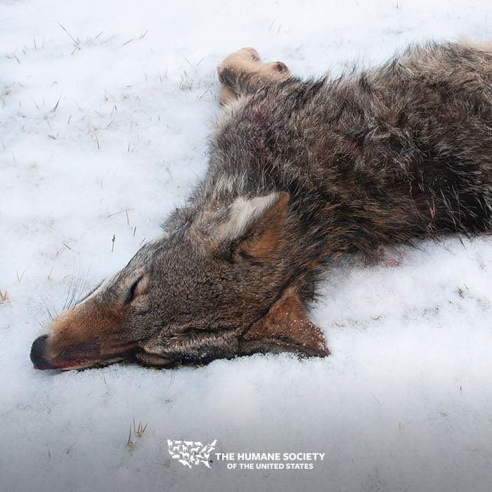 This is our LAST chance to save thousands of animals from the upcoming killing contest season in New York! Gov. Hochul MUST sign to end wildlife killing contests by Nov. 1: hsus.ms/284/8ofg7p