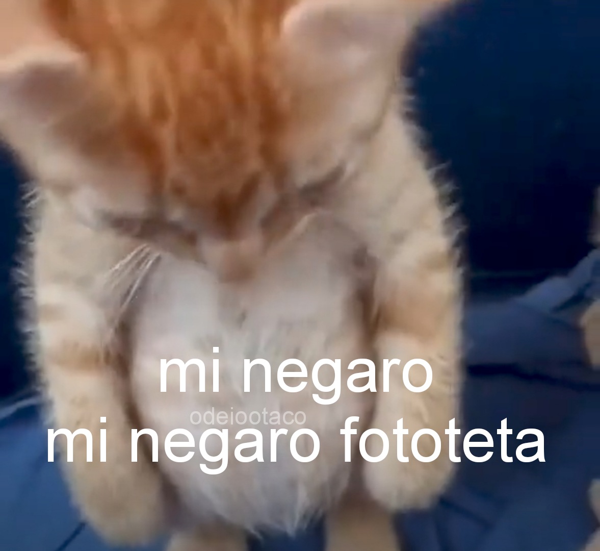 perfil dedicado a gatinhos e peitos tweet media