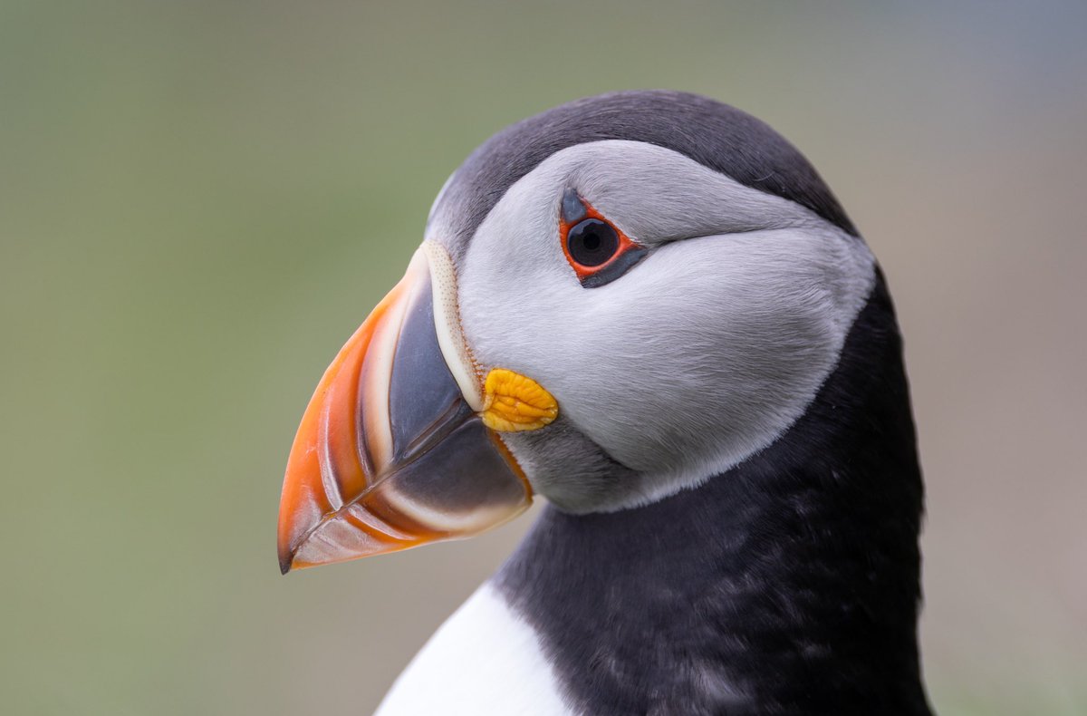 @sykesjeff One my favourite photos of a Puffin, Lunga, Treshnish Isles, Scotland 🏴󠁧󠁢󠁳󠁣󠁴󠁿