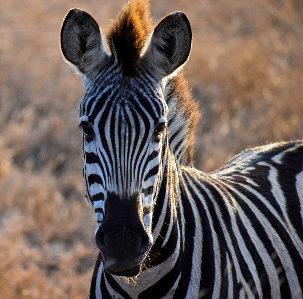 #Headshot of #zebra , South Africa . . . #ZebraHeadshot #AnimalHeadshot #foal #colt #Equus #Kruger #WildZebra #Herbivore #Mammal #BlackWhite #AfricanWildlife #WildAnimals #SouthAfricaWildlife #SouthAfricaTrip #Safari #NaturalHabitat #WildlifePic #NaturePic #AnimalEnglish