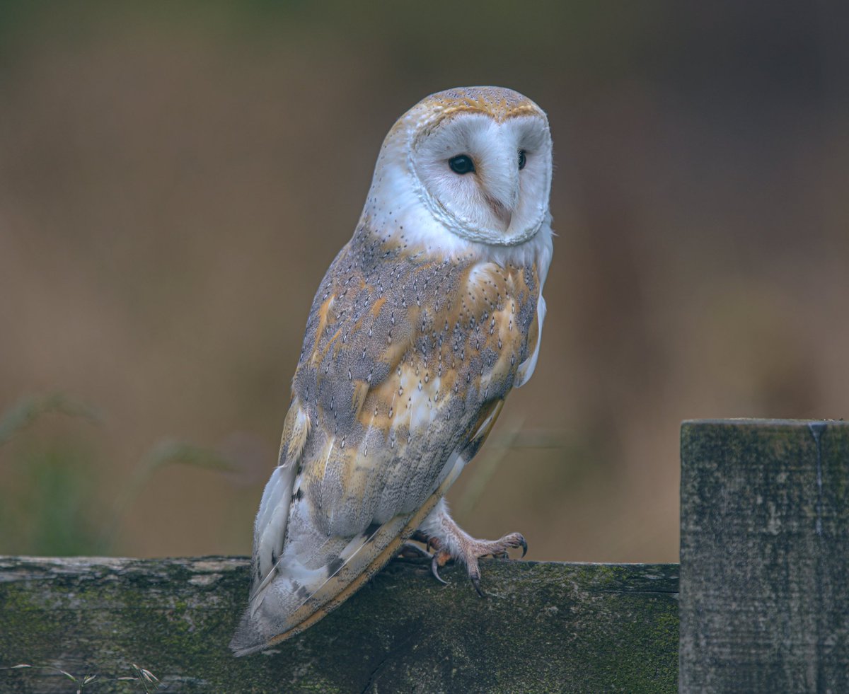 Tonight’s thread, personal favourites I’ll start with this Barn Owl UK 🇬🇧