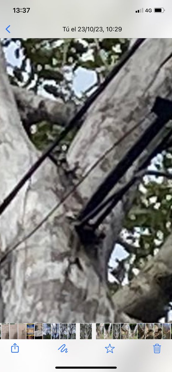 PatyBalbas's tweet photo. @PC_Valdaliga @PPValdaliga @PValdaliga @Telefonica un cable de telefonica atraviesa un árbol de mi propiedad. X temporal el árbol está a punto de caerse. No podemos talarlo porque el cableado lo atraviesa. Desde el lunes no hacen nada ni Ayuto. ni telefónica ni @guardiacivil https://t.co/0KCF26HXOE
