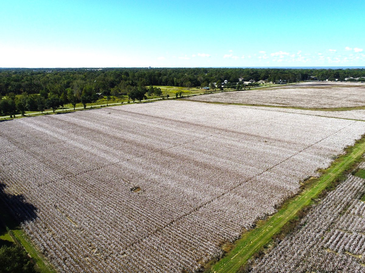 Guilherme Morata tweet media