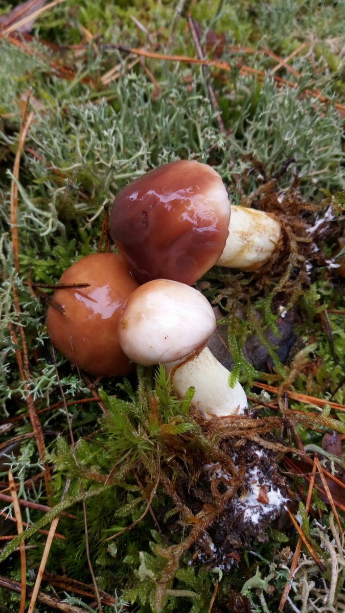 LX8111's tweet photo. Shades of brown. #Butterröhrling #Butterpilz #SuillusLuteus #SlipperyJack #Pilze #Mushroom #Fungi https://t.co/gxeD0eDMlV