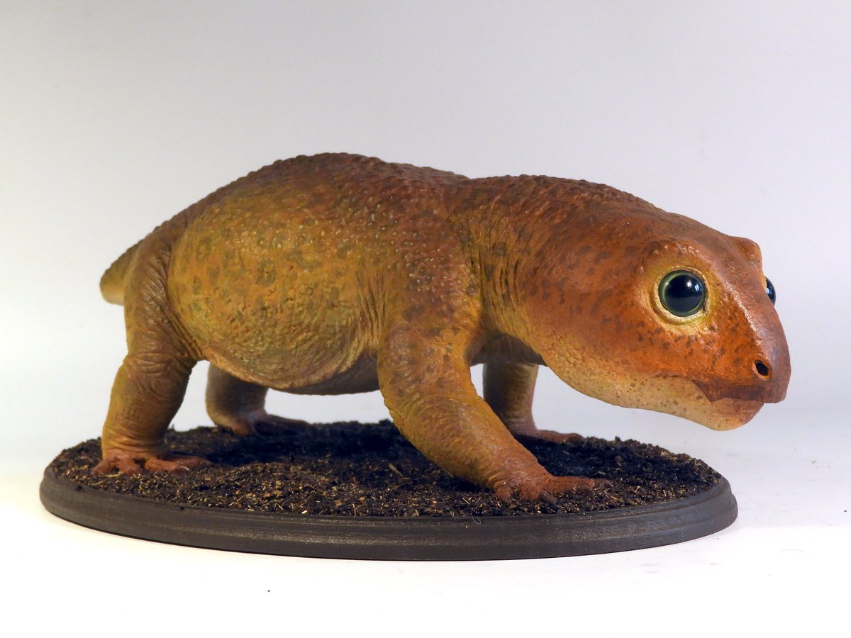 dinoesculturas's tweet photo. #Myosaurus gracilis, tamaño real. Escultura hecha con masilla epoxi y arcilla polímerica y ojos acrílicos / Full size sculpture, epoxy and polymeric clay with acrylic eyes #paleoarte #paleoart #handsculpted #handmade #handpainted #triasico #triassic #dicynodont #antarctica https://t.co/1v2Fa4gsdS
