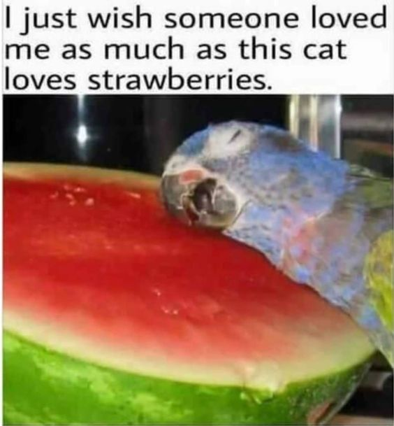 WholesomeMemes (@wholesomememe) on Twitter photo 