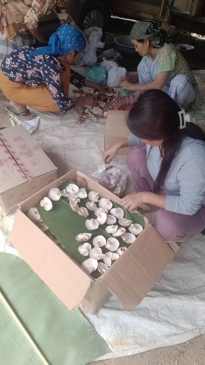 For the second year in a row, Settsu VLO, Mokokchung District is seeing remarkable Shiitake production under the NSRLM @NSRLM2 initiative financed by NEC. We are really proud of this group ladies who have committed to the effort of growing shiitake for a sustainable lielihood