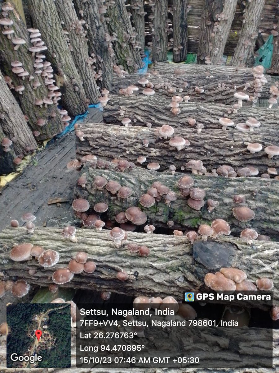sosang27's tweet photo. For the second year in a row, Settsu VLO, Mokokchung District is seeing remarkable Shiitake production under the NSRLM @NSRLM2 initiative financed by NEC.

We are really proud of this group ladies who have committed to the effort of growing shiitake for a sustainable lielihood https://t.co/vUkSX3nBD7