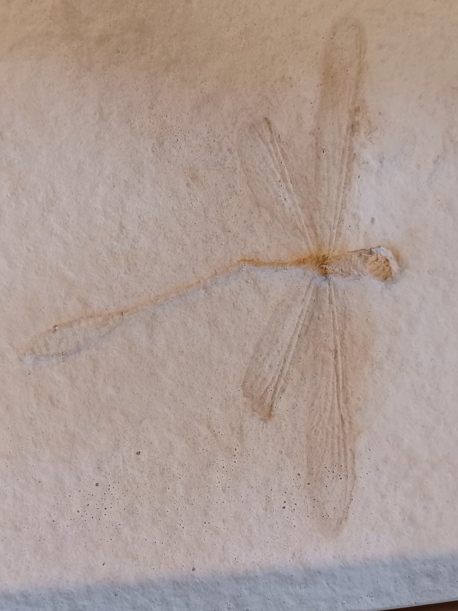 EntoBethWright's tweet photo. We had a great lecture from @JamesEJepson on the history of neuroptera and fossilisation today, I can't believe how well preserved some fossils can be! 
My favourite fossils 
- Neuroptera from the Cretaceous
- Odonata from the Jurassic
- Odonata nymphs from the early Neogene https://t.co/FmSVNbOrWh