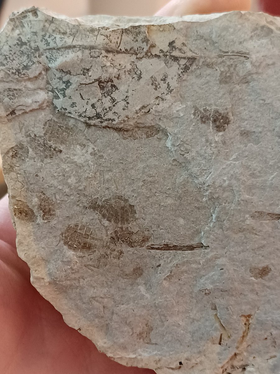 We had a great lecture from <a href="/JamesEJepson/">Dr James E. Jepson</a> on the history of neuroptera and fossilisation today, I can't believe how well preserved some fossils can be! 
My favourite fossils 
- Neuroptera from the Cretaceous
- Odonata from the Jurassic
- Odonata nymphs from the early Neogene