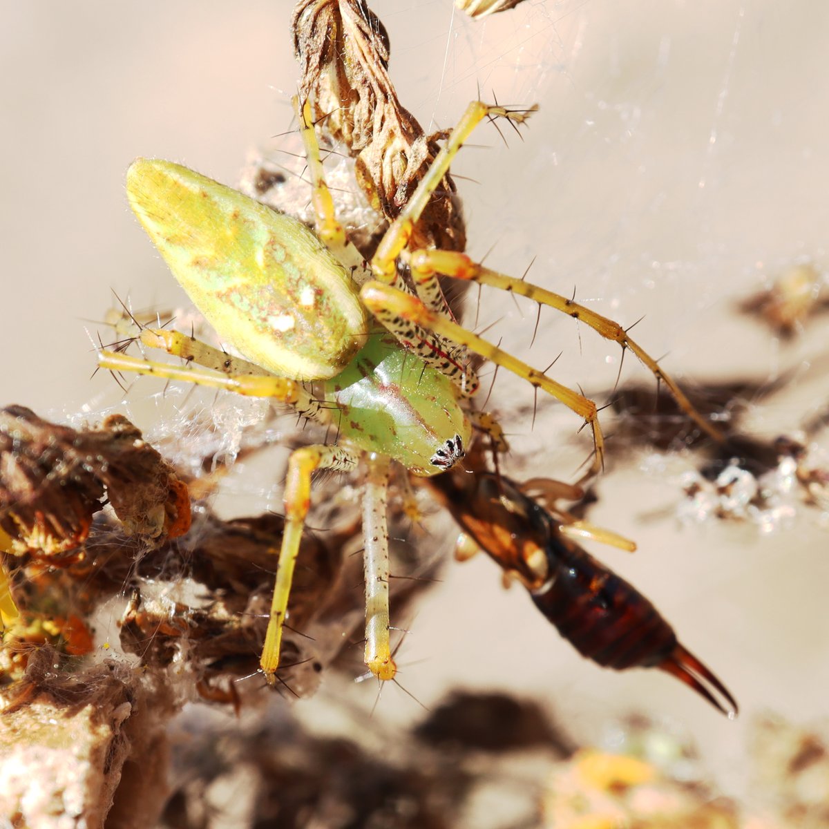 Channel Islands Restoration tweet media
