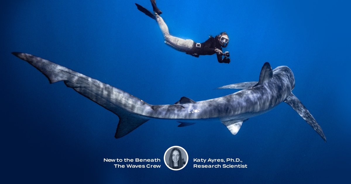 Give a big BTW welcome to our latest addition to the team, Dr. Katy Ayres! Katy is an absolute all-star in the shark ecology space and we’re thrilled to have her join our team as our new Research Scientist. 🤙🦈

Congrats to the newest member of our community and our family! 🎉