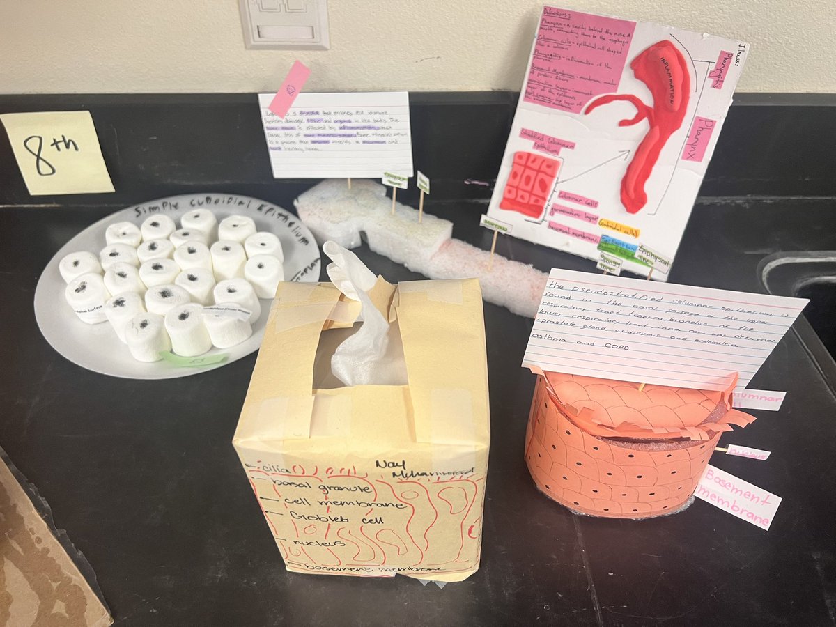 ROISDCTE's tweet photo. @rohighschool students in ANP health science created model displays of different tissues within the human body‼️🩺🩻 https://t.co/3ReC62H2yX