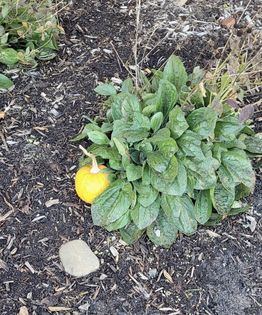 RosemontEagles's tweet photo. Looks like the Pumpkin Patch came to Rosemont! 😊@MrsBCGreen @vbschools https://t.co/cQcOT8PgX7