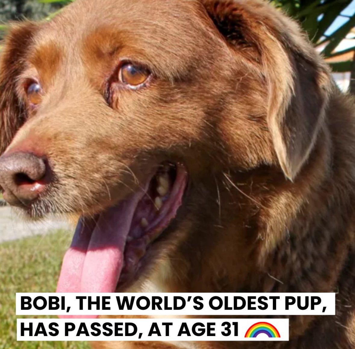 SwiftPaws tweet media