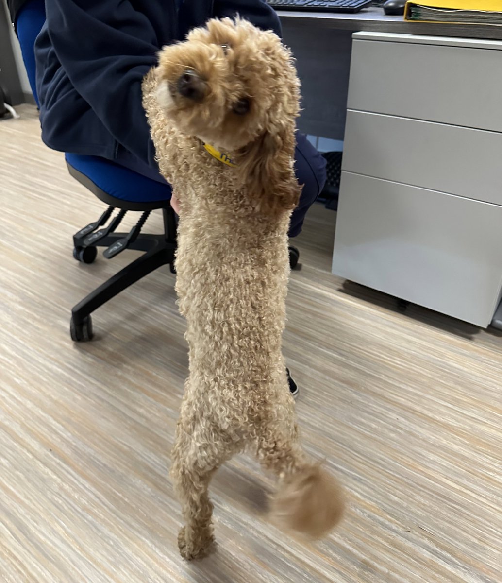 Yesterday, we had our wonderful Pets as Therapy dog, Buddy, come onto the ward. Safe to say he always puts a smile on people’s faces #therapydog #petsastherapy #patdog #rowanward