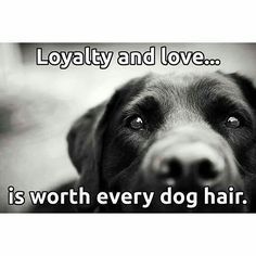 ShadowDogDesign's tweet photo. #Loyalty and #love . . . is worth every #dog hair.
#Dogs #WorthEveryDogHair #DogsAreLoyal #BestFriend #GoodDog #DogsAreLove https://t.co/7KIDGACgeK
