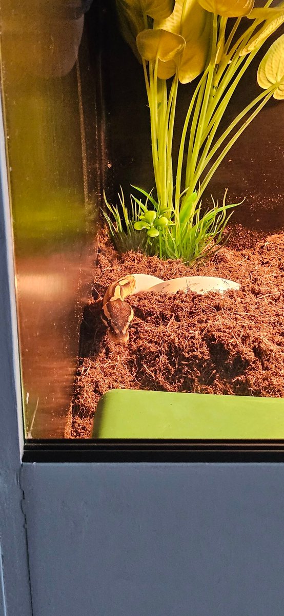 Pianoe82's tweet image. Zo happy met het nieuwe terrarium dat ik voor Nagini heb gebouwd en ingericht. Geloof dat zij er ook wel tevreden over is 😁
#Koningspython #CrazyReptileLady