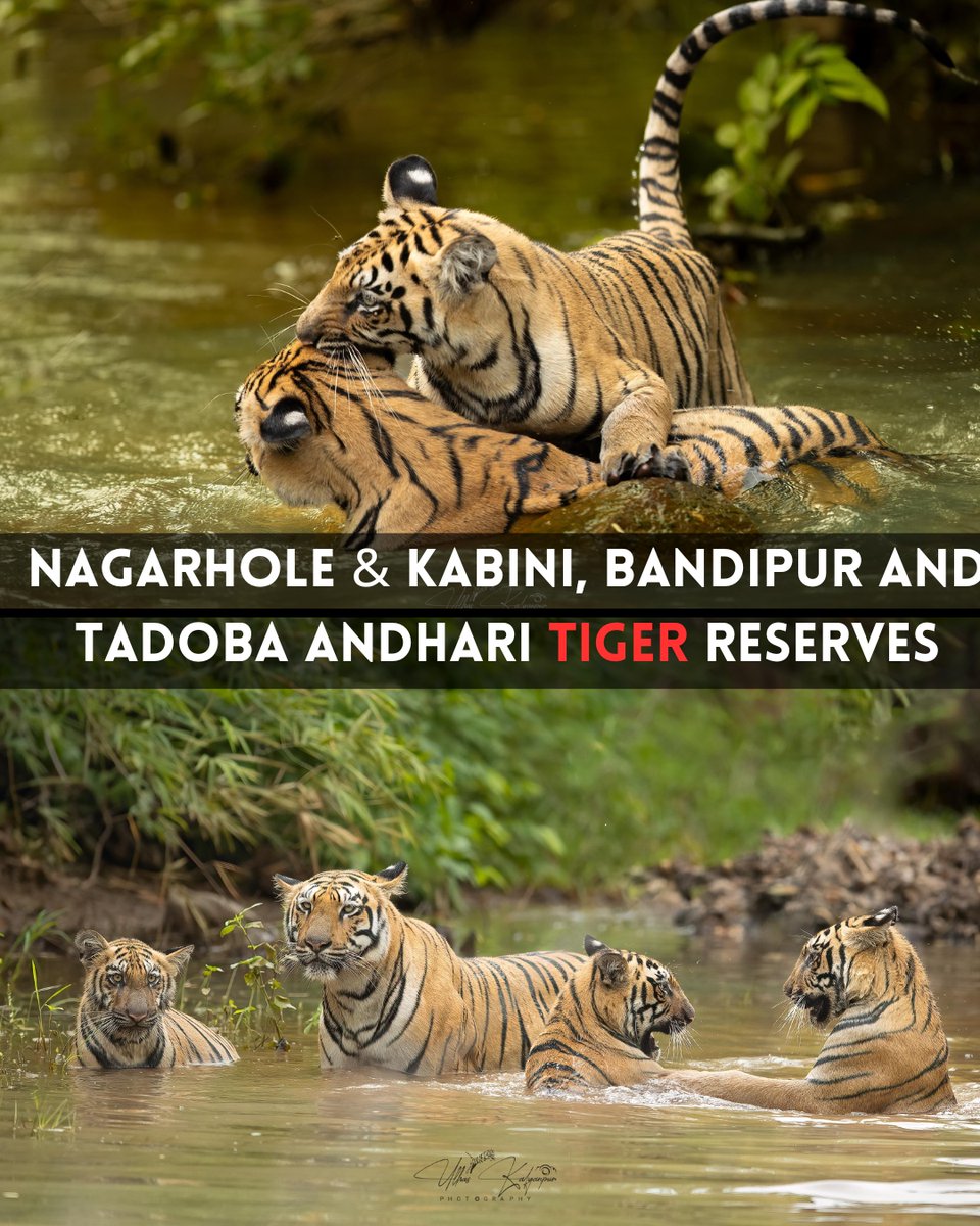 TeamBHPforum's tweet photo. This travelogue covers my wildlife trip experiences between July'23 - Sep'23 to various Tiger Reserves like Nagarahole Tiger Reserve (Kabini Side &amp; Kutta Side), Bandipur Tiger Reserve &amp; Tadoba Andhari Tiger Reserve. 
.
Full report⬇️
https://t.co/Q4is21eIsg https://t.co/HRbodLaboN