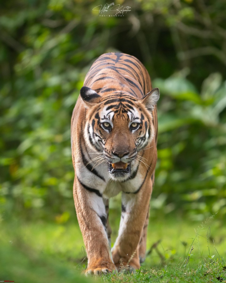 TeamBHPforum's tweet photo. This travelogue covers my wildlife trip experiences between July'23 - Sep'23 to various Tiger Reserves like Nagarahole Tiger Reserve (Kabini Side &amp; Kutta Side), Bandipur Tiger Reserve &amp; Tadoba Andhari Tiger Reserve. 
.
Full report⬇️
https://t.co/Q4is21eIsg https://t.co/HRbodLaboN