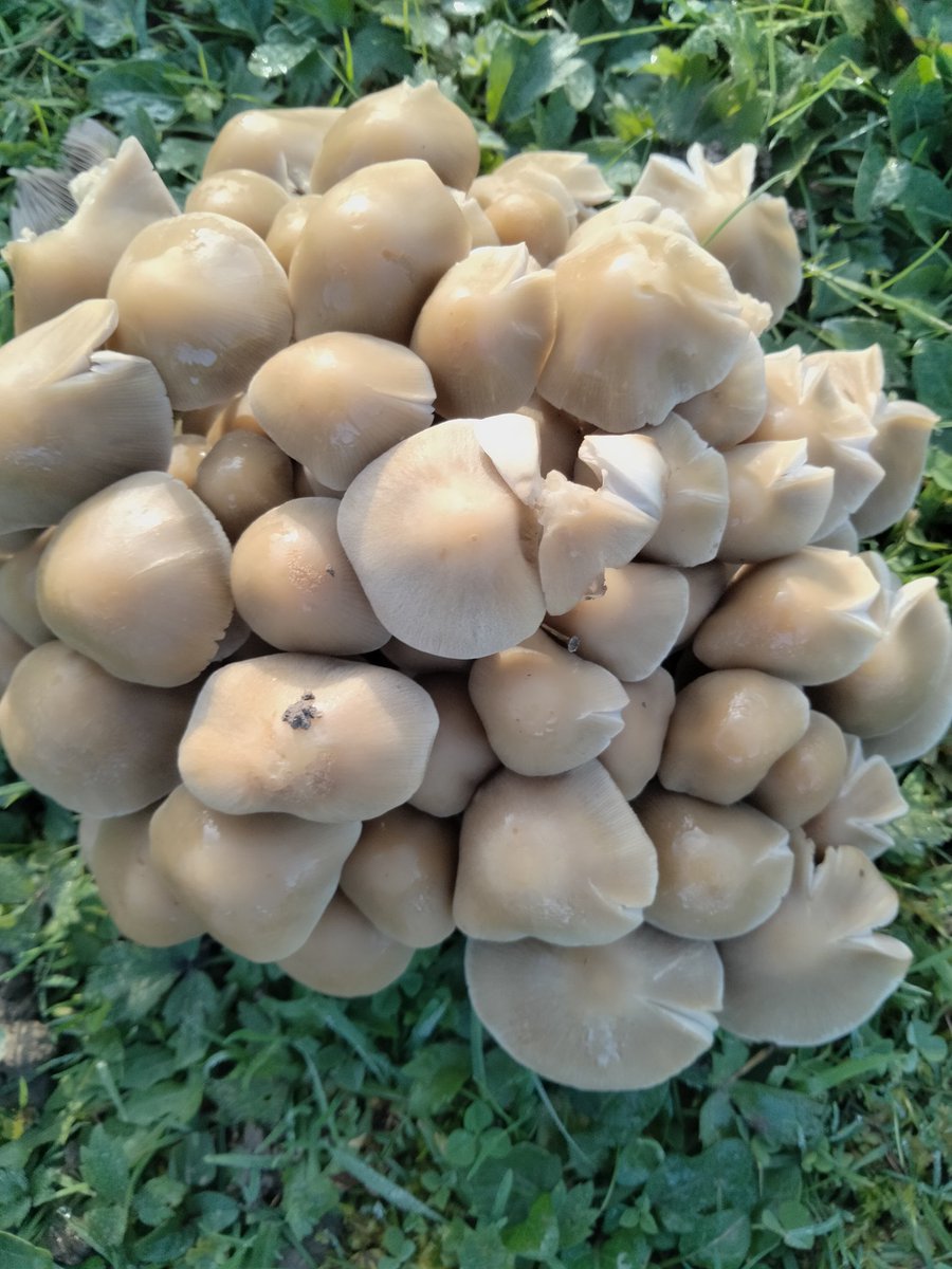 Draw close to the fire, draw the curtains and pour a brew. Tonight's Gathering The Mushrooms folk show features ghosts, witches and spookiness in music form. Don't have nightmares,🧹🎃
Tune in 8pm, at Harrogate Community Radio
harrogatecommunityradio.online
 Or listen later #darkfolk