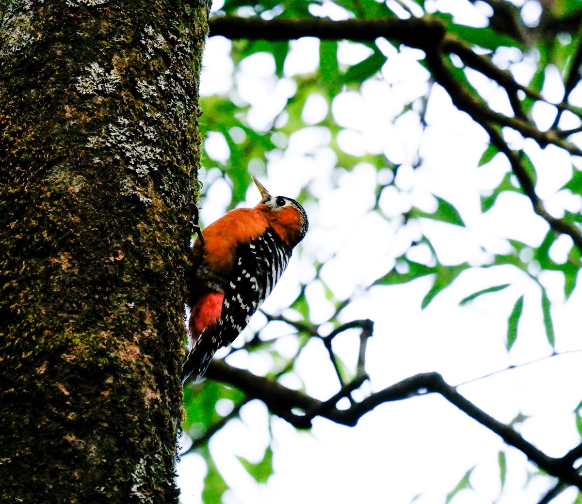 Rufous-bellied woodpecker 
Jabarkhet -octo 2023
#IndiAves #natgeoindia #BBCWildlifePOTD #birds #birding #BirdsSeenIn2023 #TwitterNatureCommunity #birdphotography #woodpeckers @NatureIn_Focus #birdsofIndia