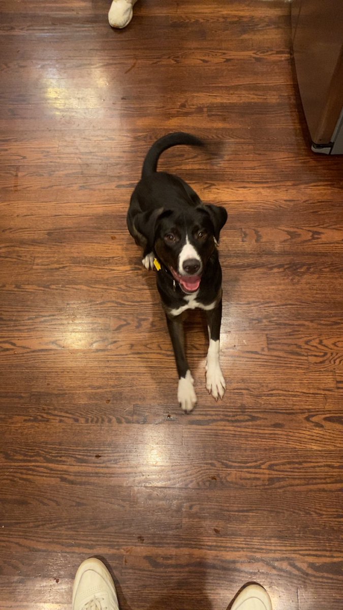 TL update fostering rhombus :)