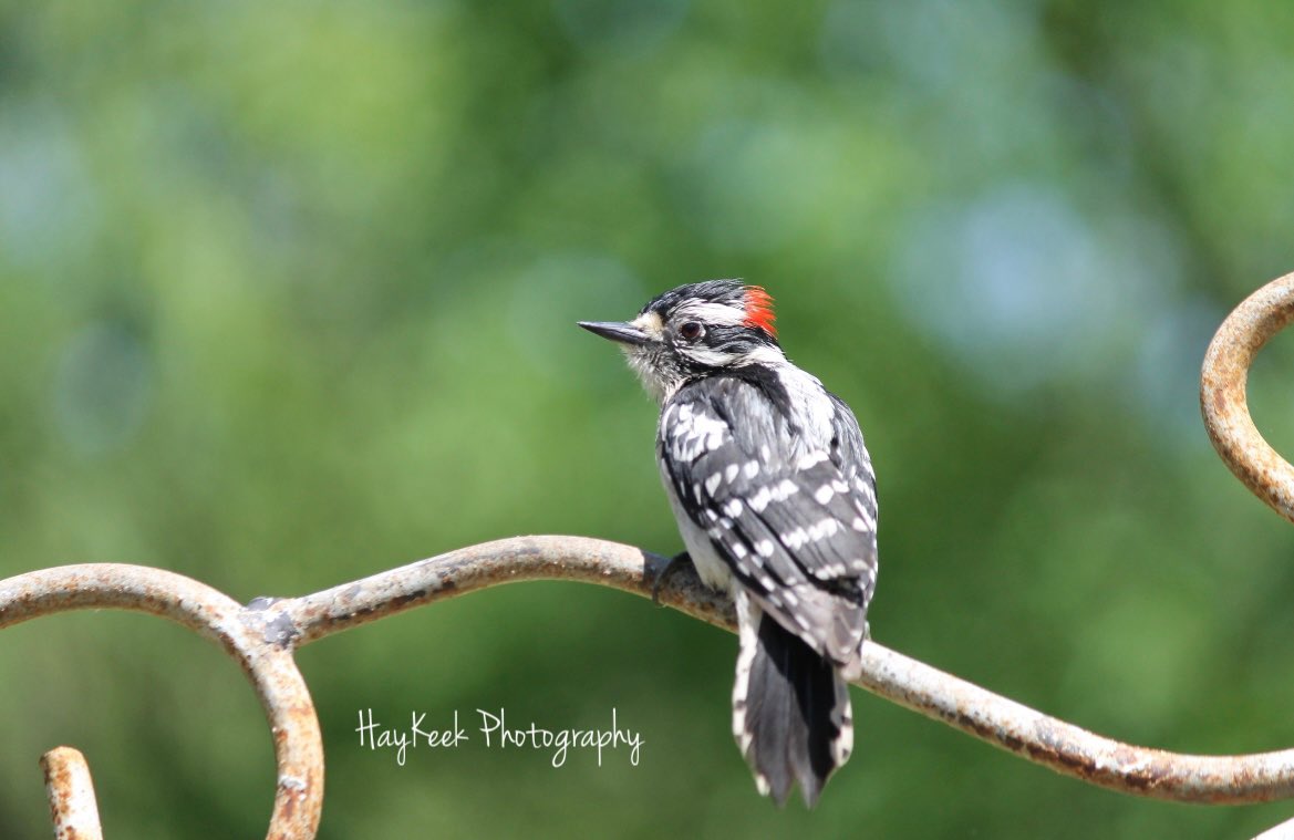 Woodpeckers are awesome. I’ve seen several more types in my yard, but mainly #RedBelliedWoodpeckers and #DownyWoodpeckers. #WoodpeckerWednesday #Birds #BirdPhotography #Birder #Birding #BirdWatchers #BirdWatching #TennesseeBirds #Nature #HayKeeksYard #HayKeekPhotography #AtokaTN