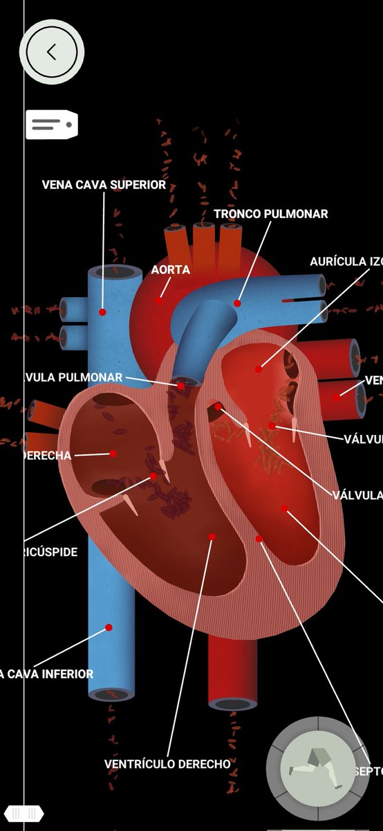 Cuando trabajamos en clase #ElCuerpoHumano hay 2 herramientas que no pueden faltar para ayudarnos a entender mejor cómo funcionan nuestros órganos, aparatos... la camiseta de <a href="/bodyplanetAR/">Body planet</a> y la app "El Cuerpo Humano" de <a href="/tinybop/">Tinybop</a>
#claustrovirtual ahí va mini 🧵 de cómo funcionan.
