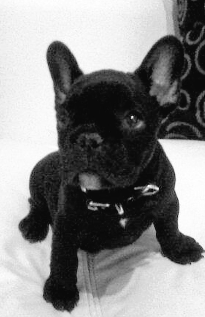 gl_maxi's tweet photo. Te vamos a extrañar negro de mi vida 🤍 https://t.co/U0mRwLGZJm
