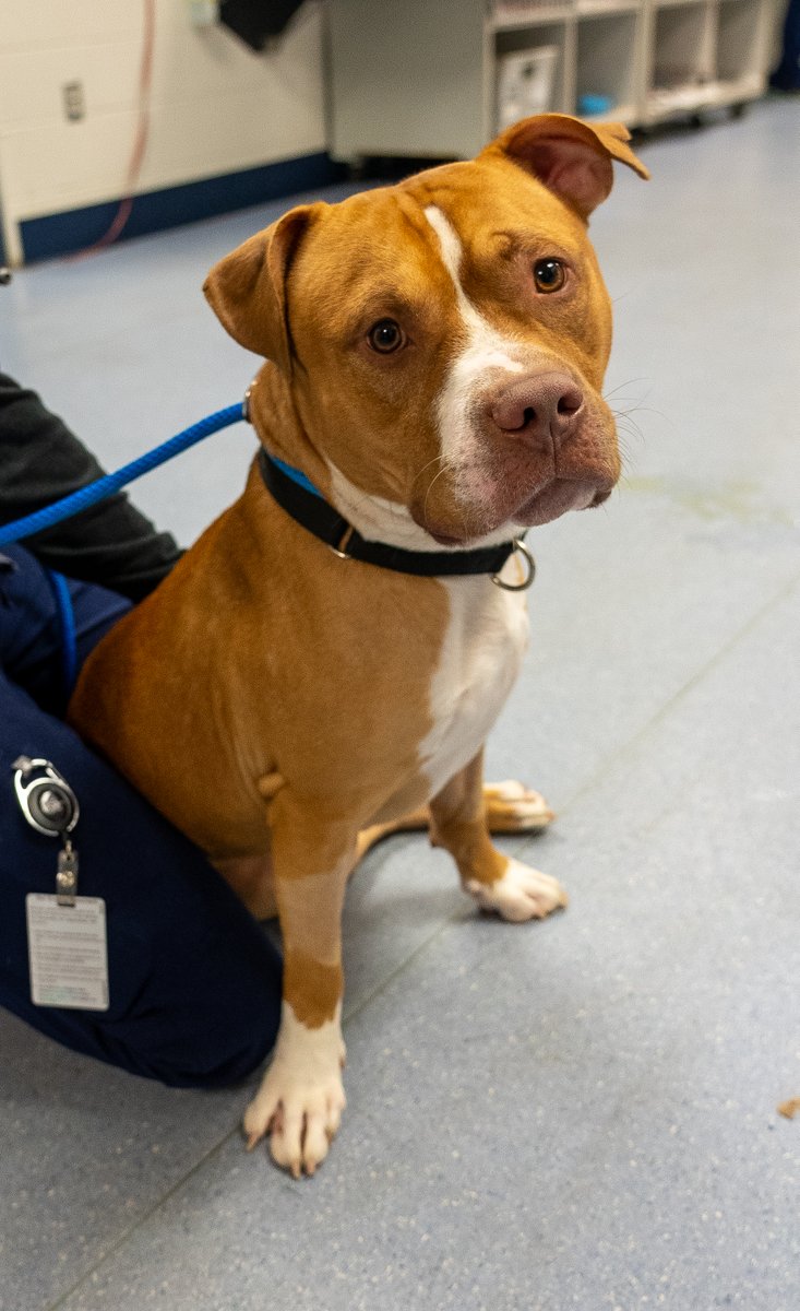 Arthrex's tweet photo. Read Creed’s story: https://t.co/HWpqQhA1jc

#Arthrex #ArthrexVetSystems #Innovation #Veterinary https://t.co/GLxWtTWit3