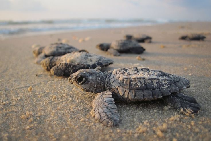 trutle_official's tweet photo. Sea baby Turtles 😍 https://t.co/Zc9VDDkr7U
