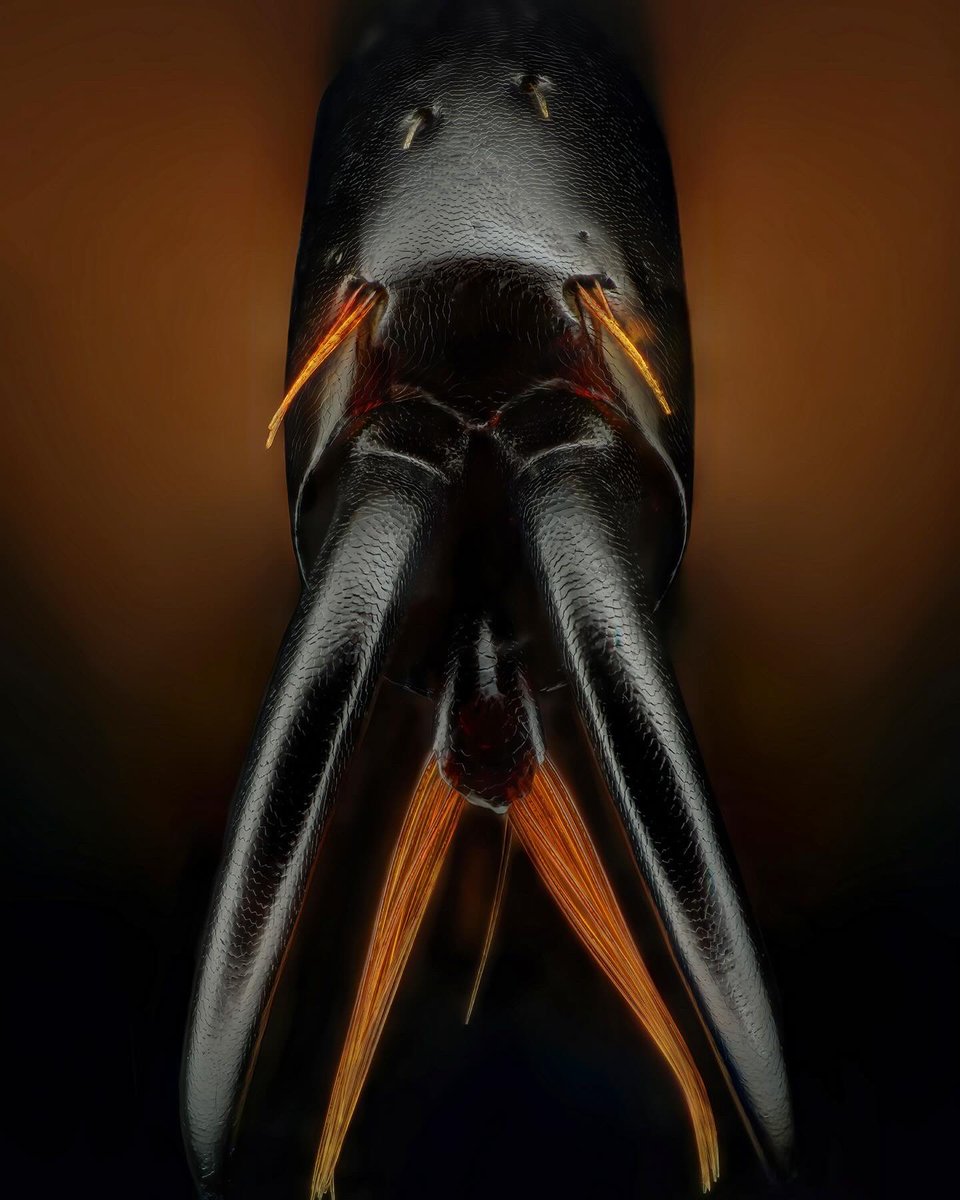 sagaOptics's tweet photo. Lesser stag beetle, Dorcus parallelipipedus. Mystic shot of the front claw.

#balkenschröter #dorcusparallelipipedus #lesserstagbeetle #stagbeetle #coleoptera #beetle #käfer #insects #entomology https://t.co/aZEqGxwBIM