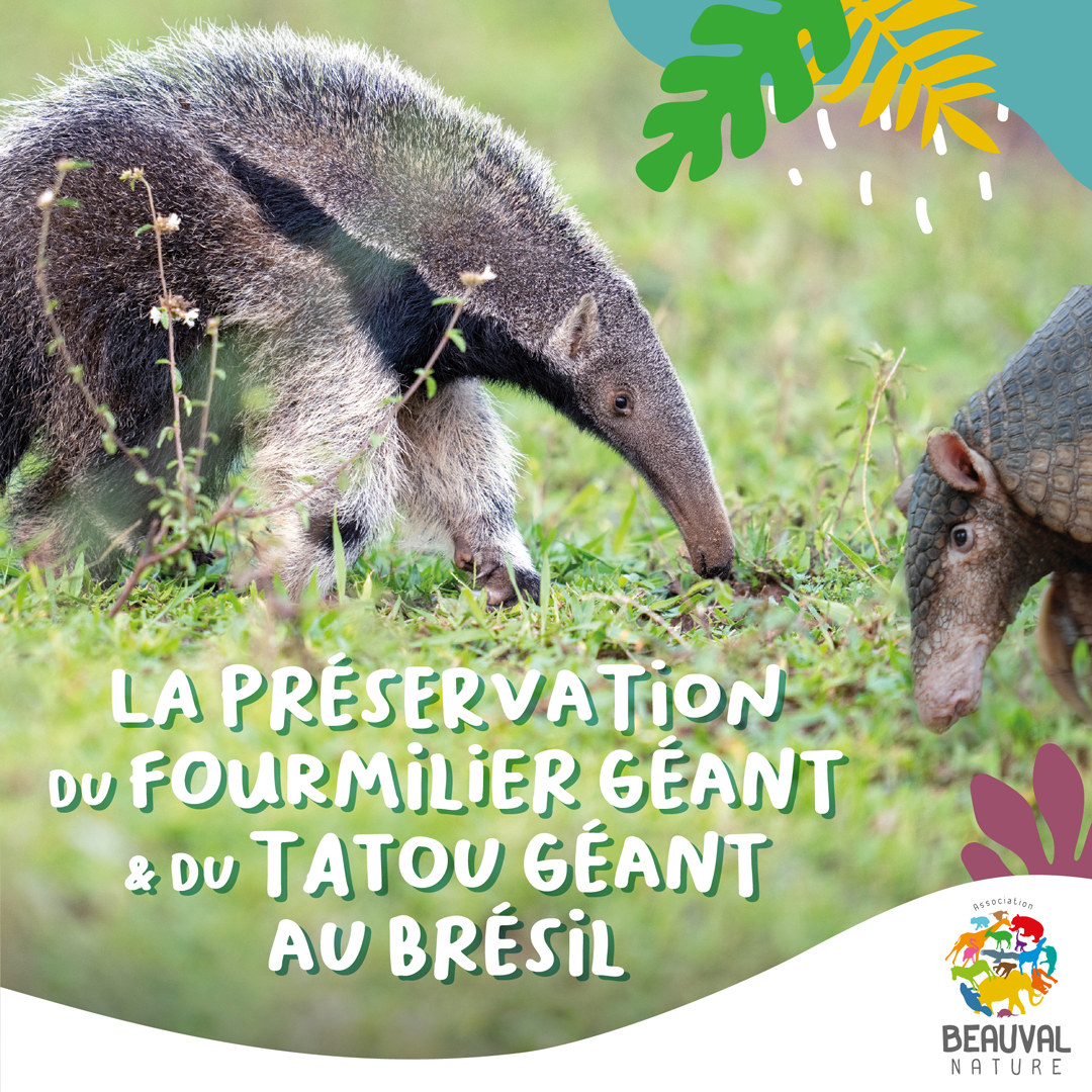 zoobeauval's tweet photo. 🐾 J-2 avant la #conférence sur la préservation du #fourmilier et du #tatou géant en présence d’Arnaud Desbiez. 🌿
👉Pour vous inscrire et lui poser toutes vos questions. ⬇
https://t.co/ucv5WO7BrB
👉 Retransmission live sur la page Facebook de Beauval Nature à partir de 18h50 📽 https://t.co/3TZiYWdc8y
