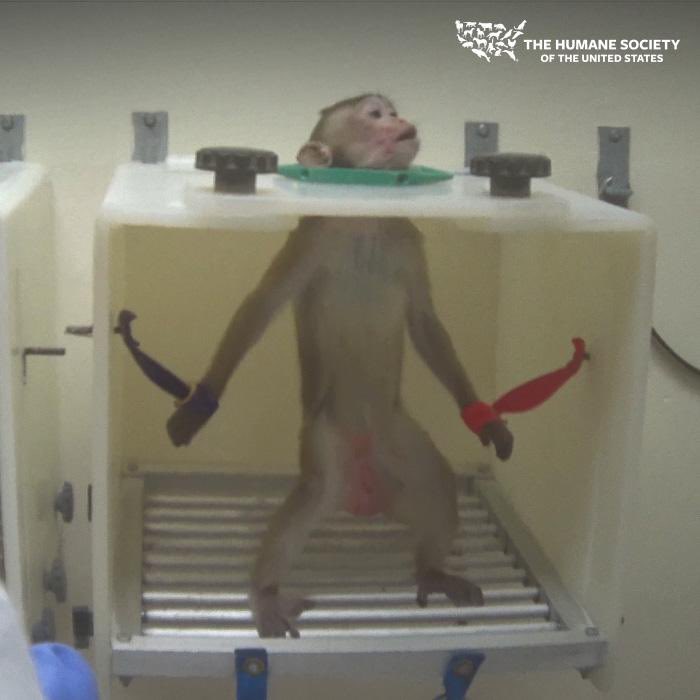 Congress might spend an additional $30 million in taxpayer dollars to do cruel &amp; notoriously unreliable testing on monkeys/breed more for the future. Testing on monkeys is cruel, ineffective &amp; wasteful. Tell your legislators to OPPOSE the expansion! hsus.ms/27i/8ofg7p