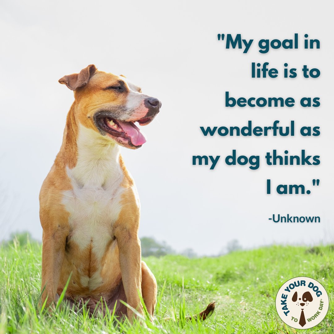 'My goal in life is to become as wonderful as my dog thinks I am.' #WednesdayWisdom #WoofWednesday