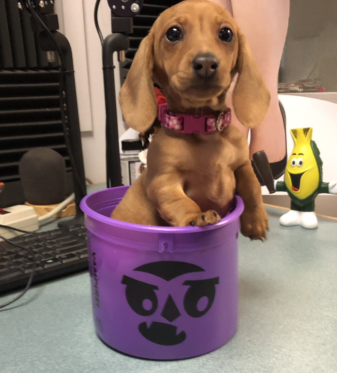 SuziMrkvicka's tweet photo. Perfect use for an @McDonalds  Boo Bucket #growingupkeeper https://t.co/RhoxlTlwzx