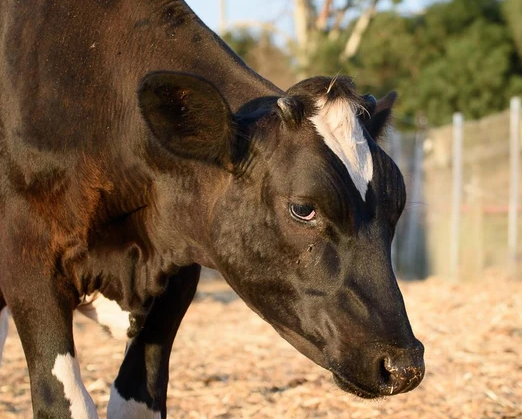 Hi, I'm Lena. I was born disabled &amp; could not stand; that is, until @StartingOver rescued me &amp; w patience taught me how to walk. I have many friends @StartingOver &amp; love my life there. Please virtually adopt me @
startingover.org.il/lena-1